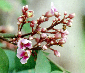 มะเฟือง Averrhoa carambola Linn.<br/>AVERRHOACEAE